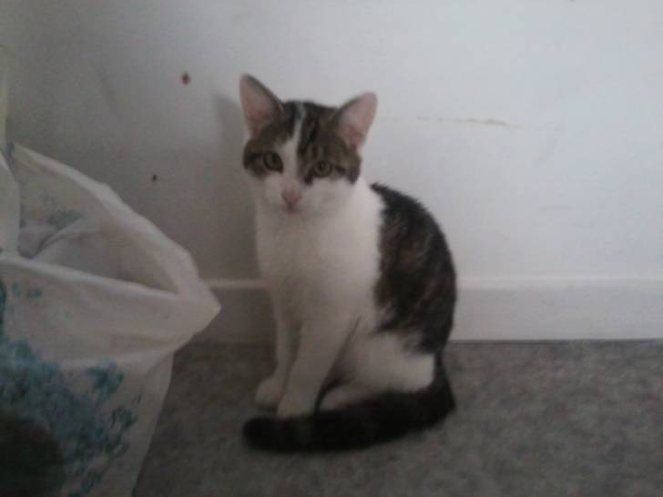 Tigrou - Mâle (4 ans)