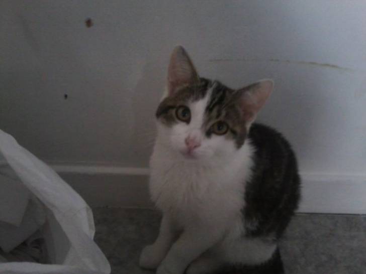 Tigrou - Mâle (4 ans)