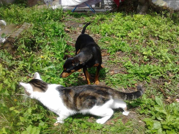 Tigrou - Mâle (4 ans)