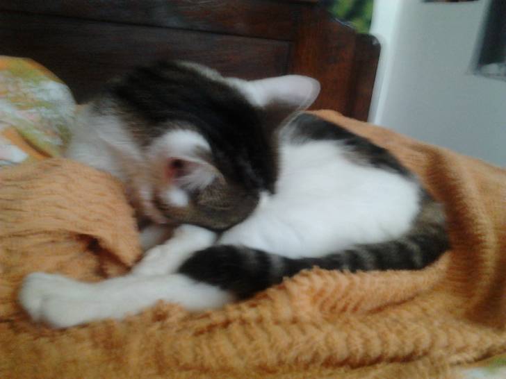 Tigrou - Mâle (4 ans)