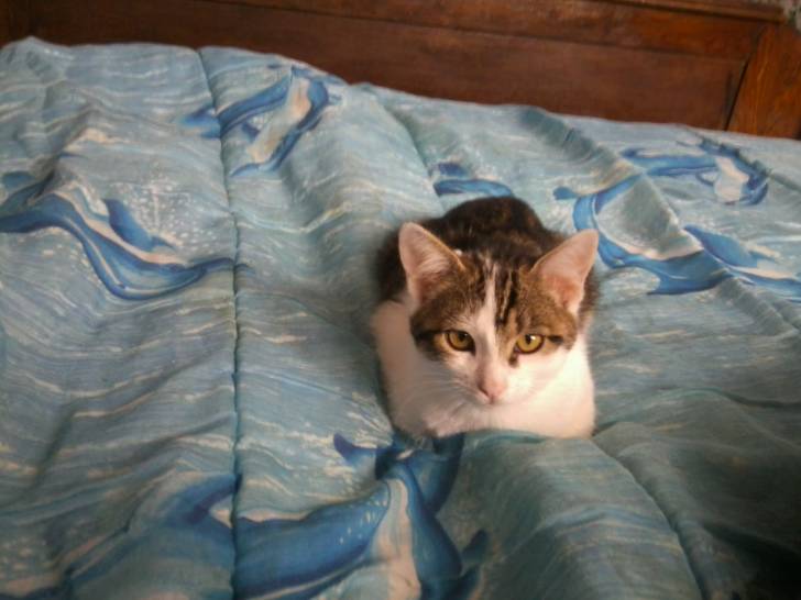 Tigrou - Mâle (4 ans)