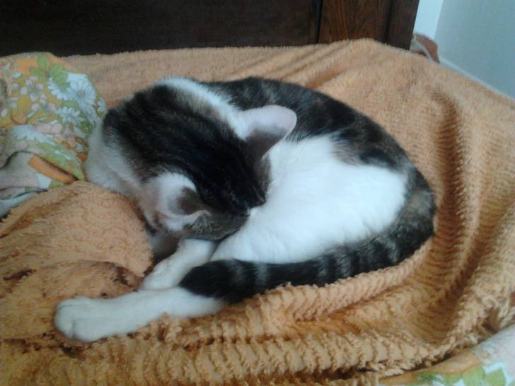 Tigrou - Mâle (4 ans)