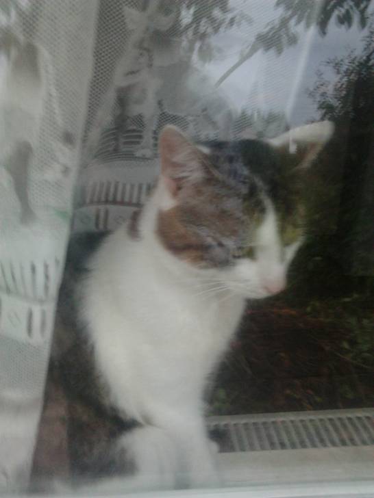 Tigrou - Mâle (4 ans)