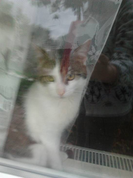 Tigrou - Mâle (4 ans)