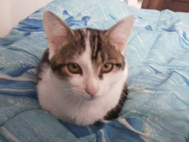 Tigrou - Mâle (4 ans)