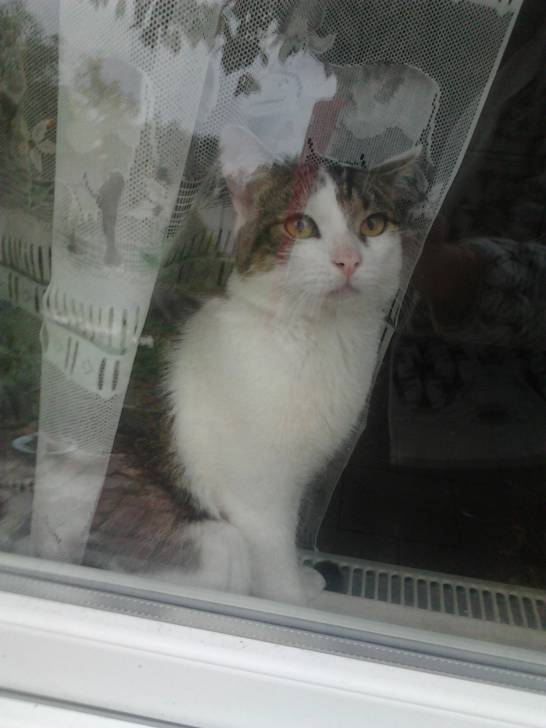 Tigrou - Mâle (4 ans)