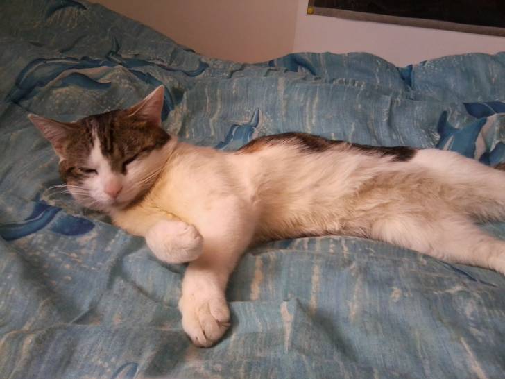 Tigrou - Mâle (4 ans)