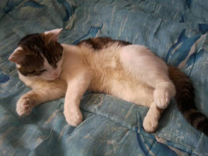Tigrou - Mâle (4 ans)