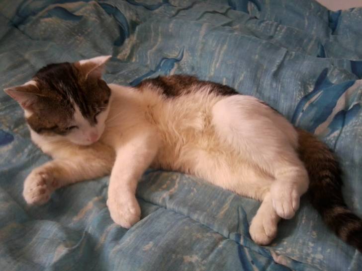 Tigrou - Mâle (4 ans)
