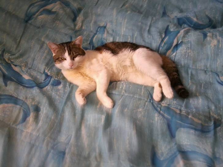 Tigrou - Mâle (4 ans)