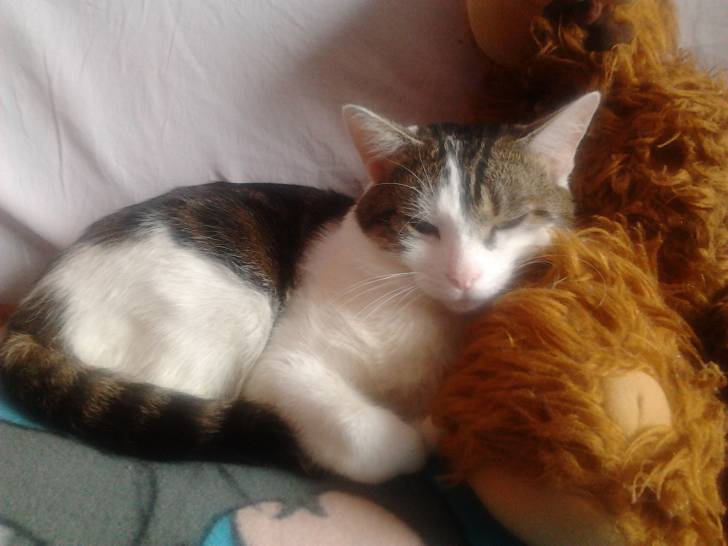 Tigrou - Mâle (4 ans)