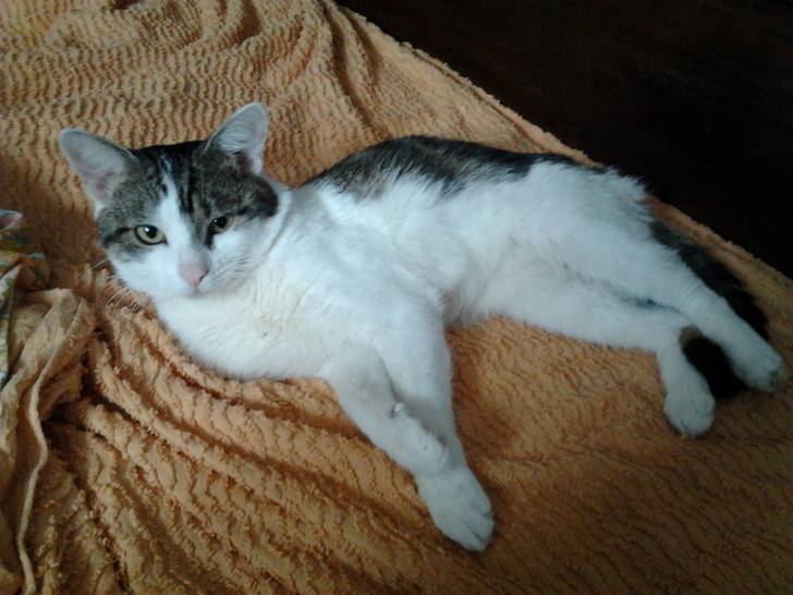 Tigrou - Mâle (4 ans)