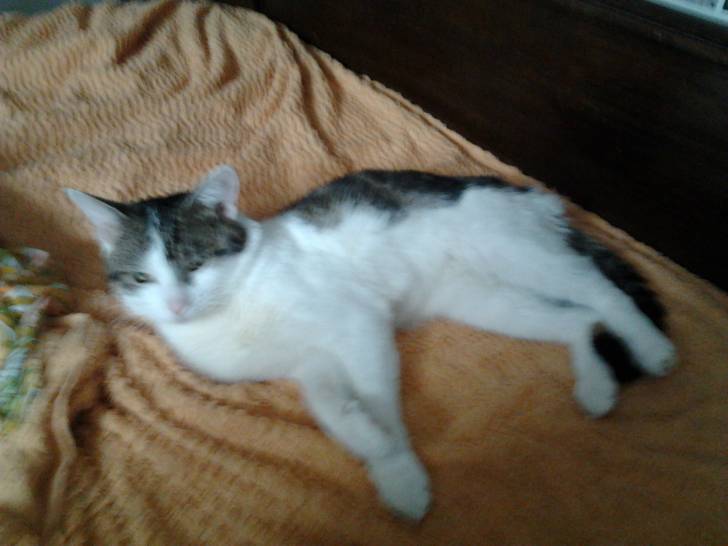 Tigrou - Mâle (4 ans)