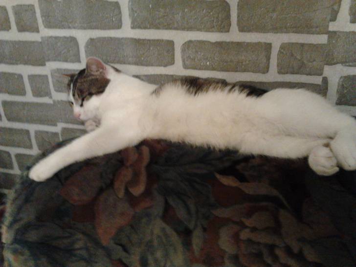 Tigrou - Mâle (4 ans)