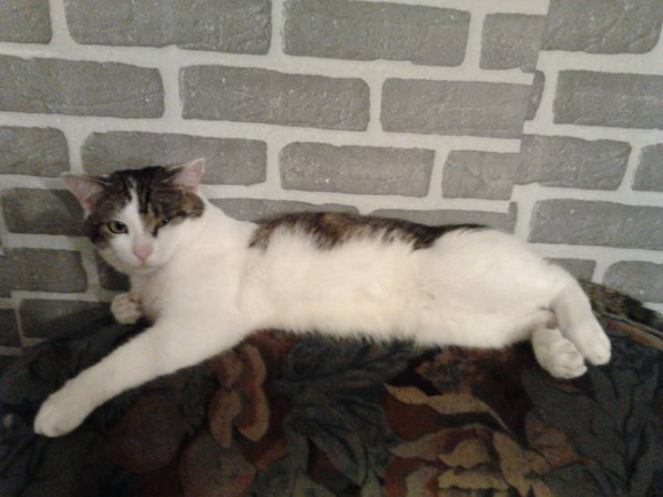 Tigrou - Mâle (4 ans)