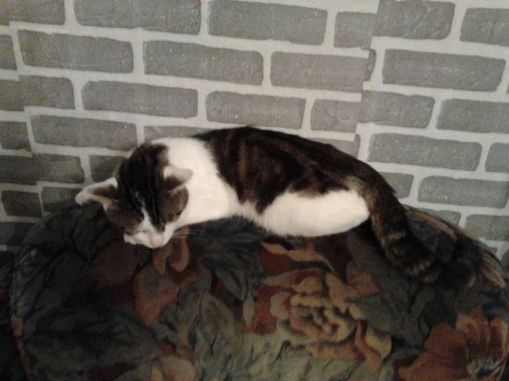 Tigrou - Mâle (4 ans)