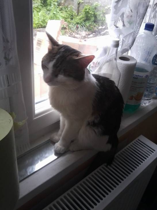 Tigrou - Mâle (4 ans)