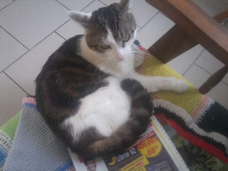 Tigrou - Mâle (4 ans)