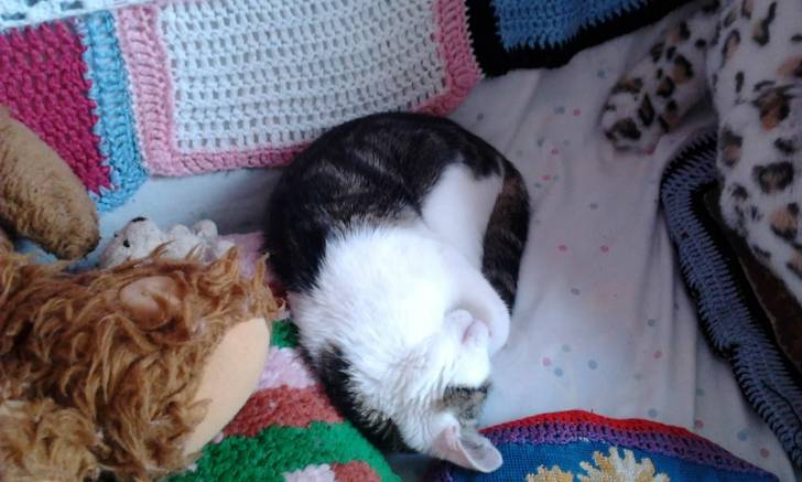 Tigrou - Mâle (4 ans)