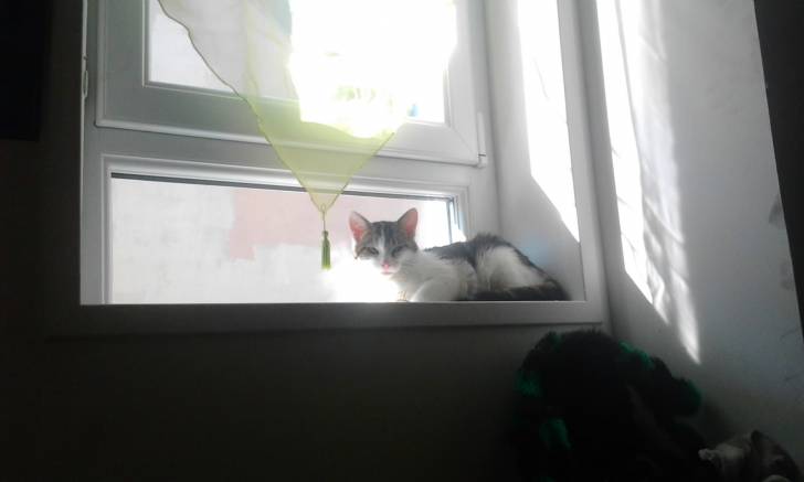 Tigrou - Mâle (4 ans)