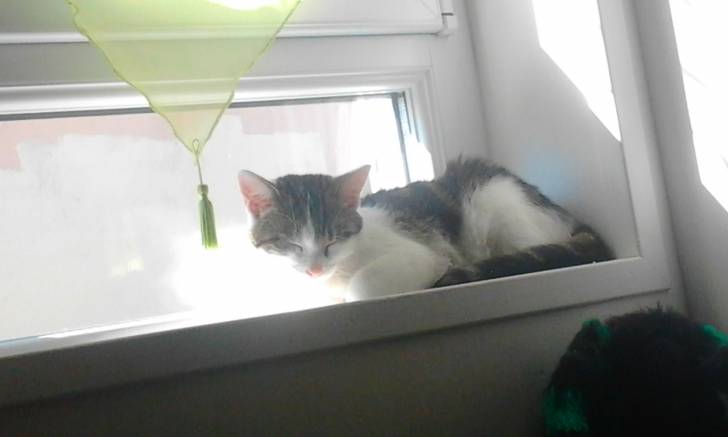 Tigrou - Mâle (4 ans)