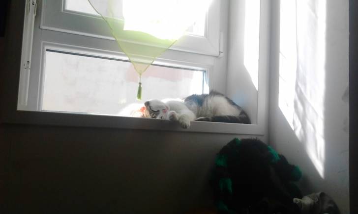 Tigrou - Mâle (4 ans)