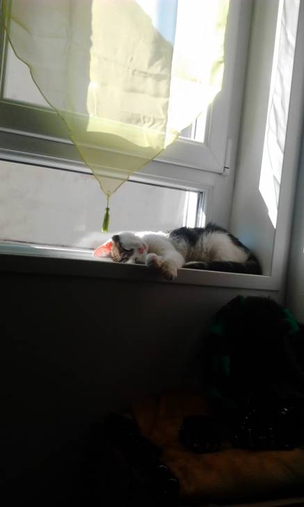 Tigrou - Mâle (4 ans)