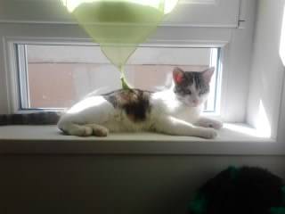 Tigrou - Mâle (4 ans)