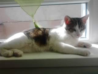 Tigrou - Mâle (4 ans)