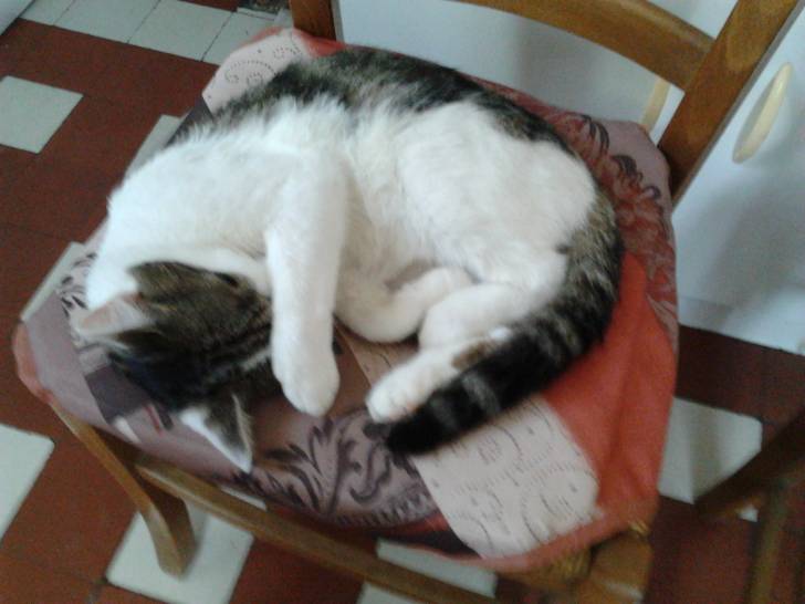 Tigrou - Mâle (4 ans)