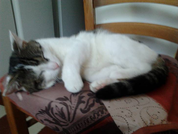 Tigrou - Mâle (4 ans)