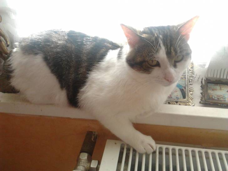 Tigrou - Mâle (4 ans)