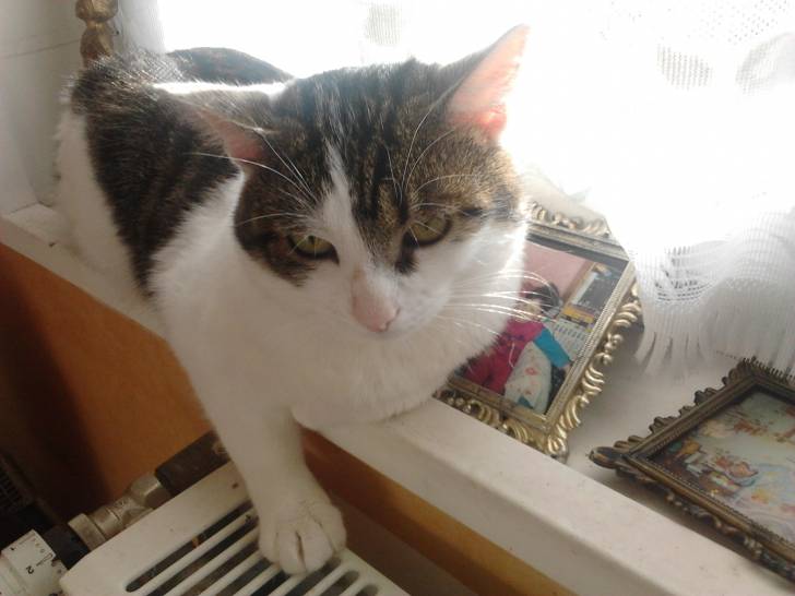 Tigrou - Mâle (4 ans)