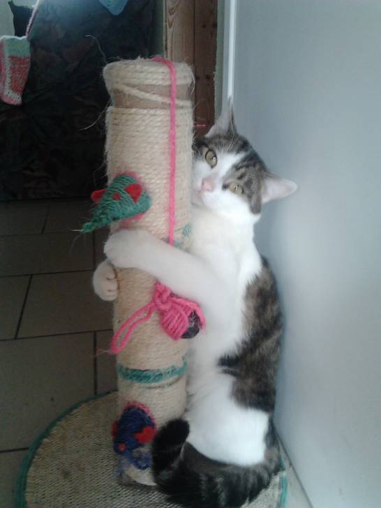 Tigrou - Mâle (4 ans)