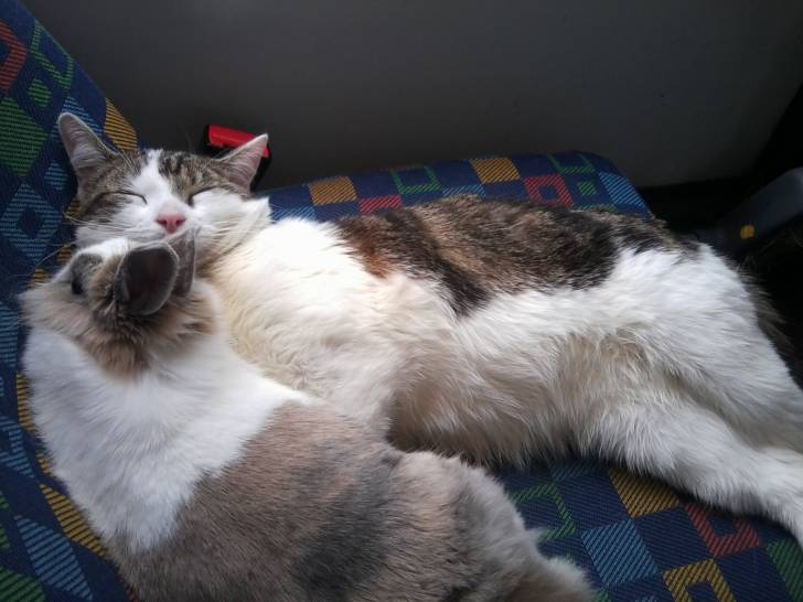 Tigrou - Mâle (4 ans)