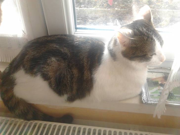 Tigrou - Mâle (4 ans)