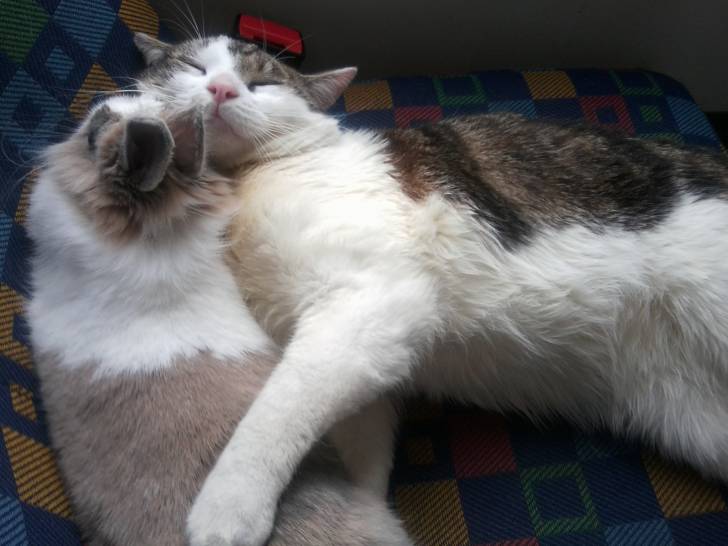 Tigrou - Mâle (4 ans)