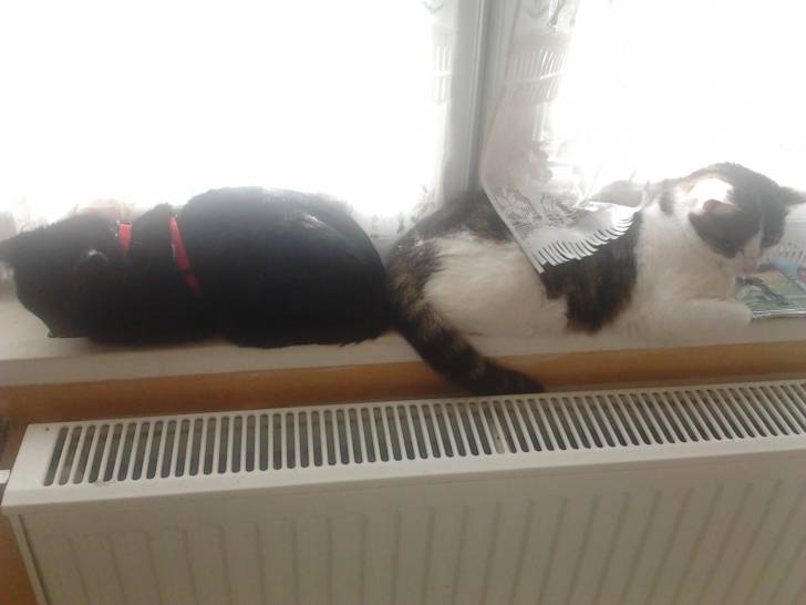 Tigrou - Mâle (4 ans)