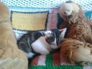 Tigrou - Mâle (4 ans)