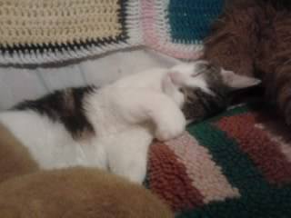 Tigrou - Mâle (4 ans)