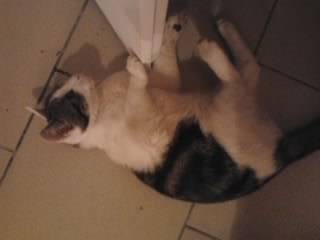 Tigrou - Mâle (4 ans)