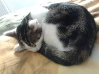 Tigrou - Mâle (4 ans)