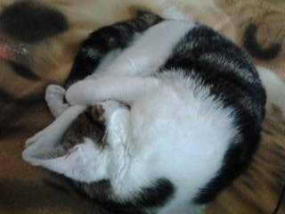 Tigrou - Mâle (4 ans)