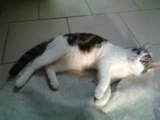 Tigrou - Mâle (4 ans)