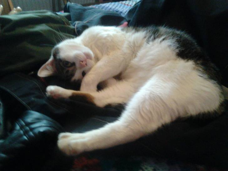Tigrou - Mâle (4 ans)