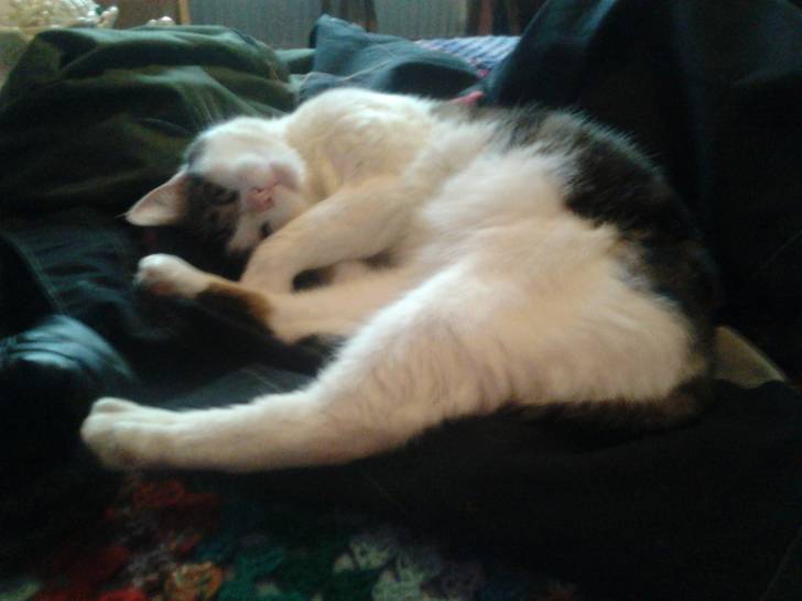 Tigrou - Mâle (4 ans)