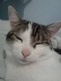 Tigrou - Mâle (4 ans)