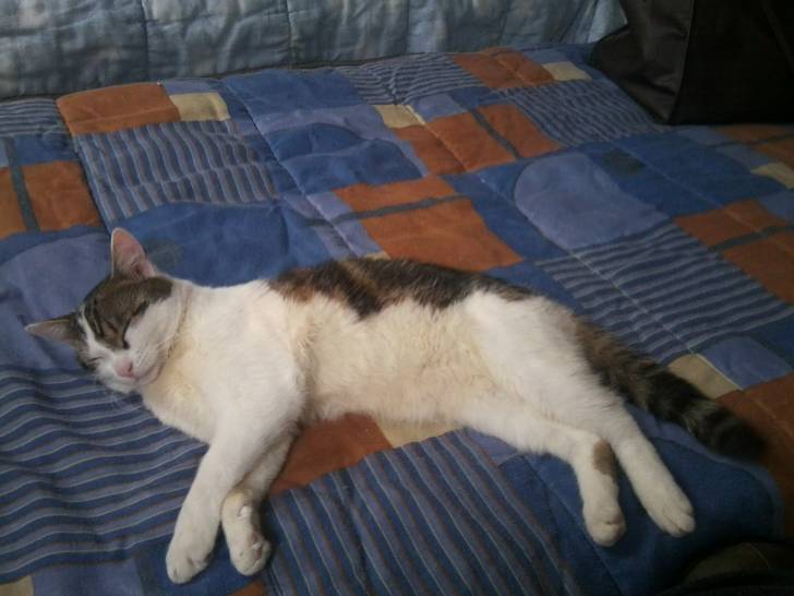 Tigrou - Mâle (4 ans)