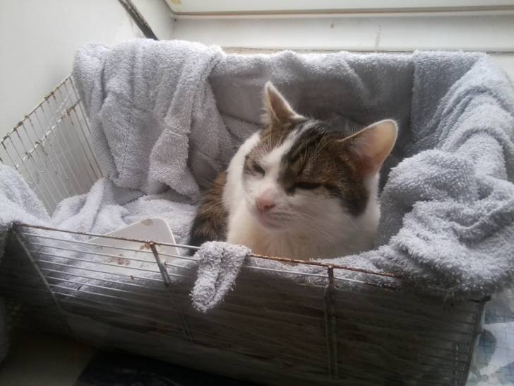 Tigrou - Mâle (4 ans)