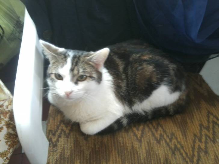 Tigrou - Mâle (4 ans)